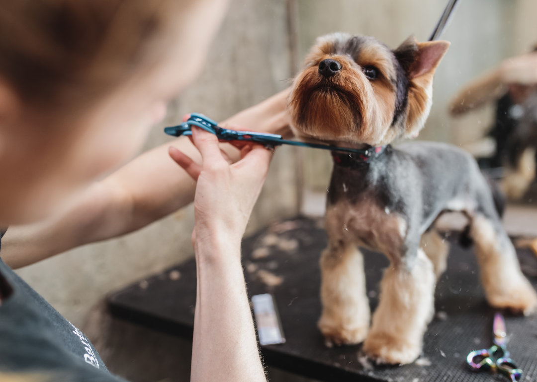 A dog groomer trims the coat of a Yorkshire terrier in a grooming salon.