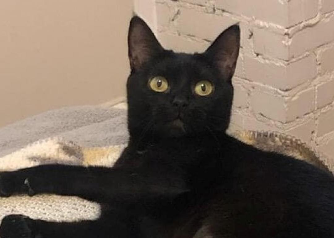 Cats available for adoption in Greenville, North Carolina Stacker