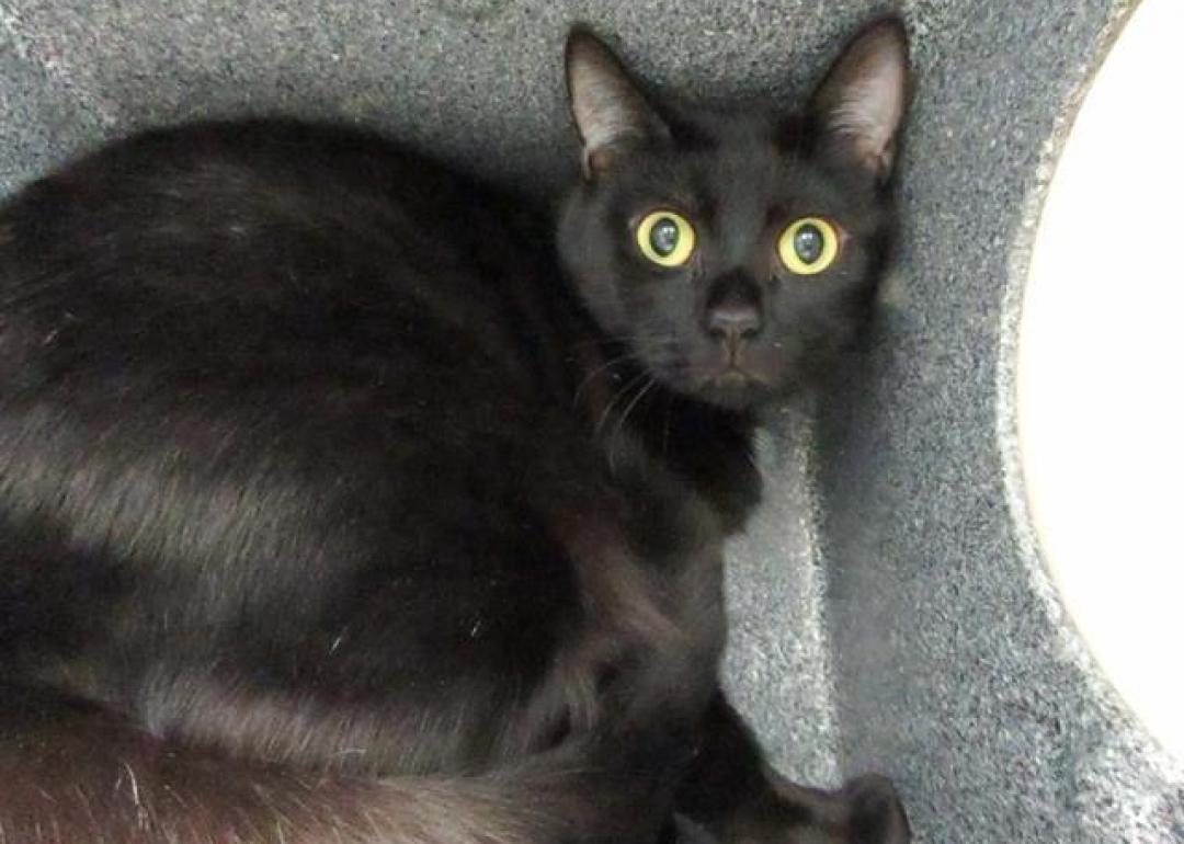 Cats available for adoption in Colorado Springs Stacker