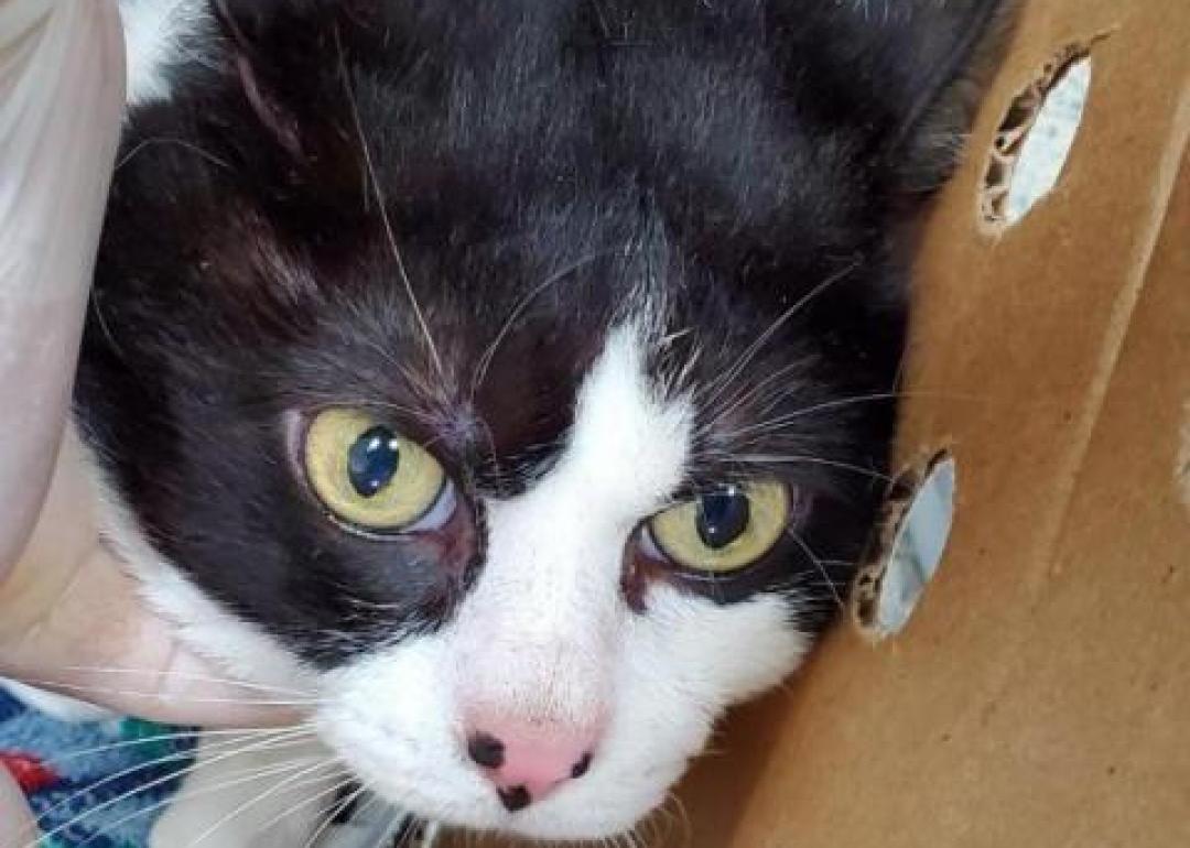 Cats available for adoption in Jacksonville Stacker