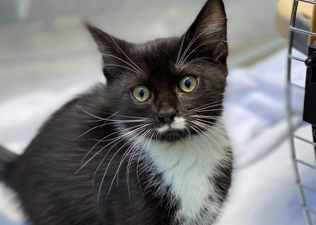 Cats Available For Adoption In Portland, Maine | Stacker