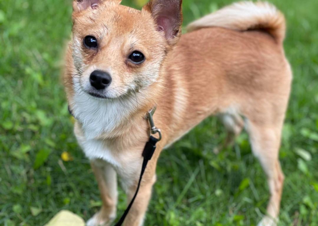 Dogs available for adoption in Rochester Stacker