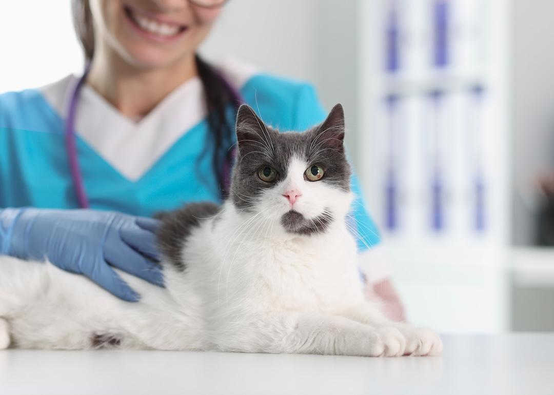 Cat sitting on medical table with woman vet.