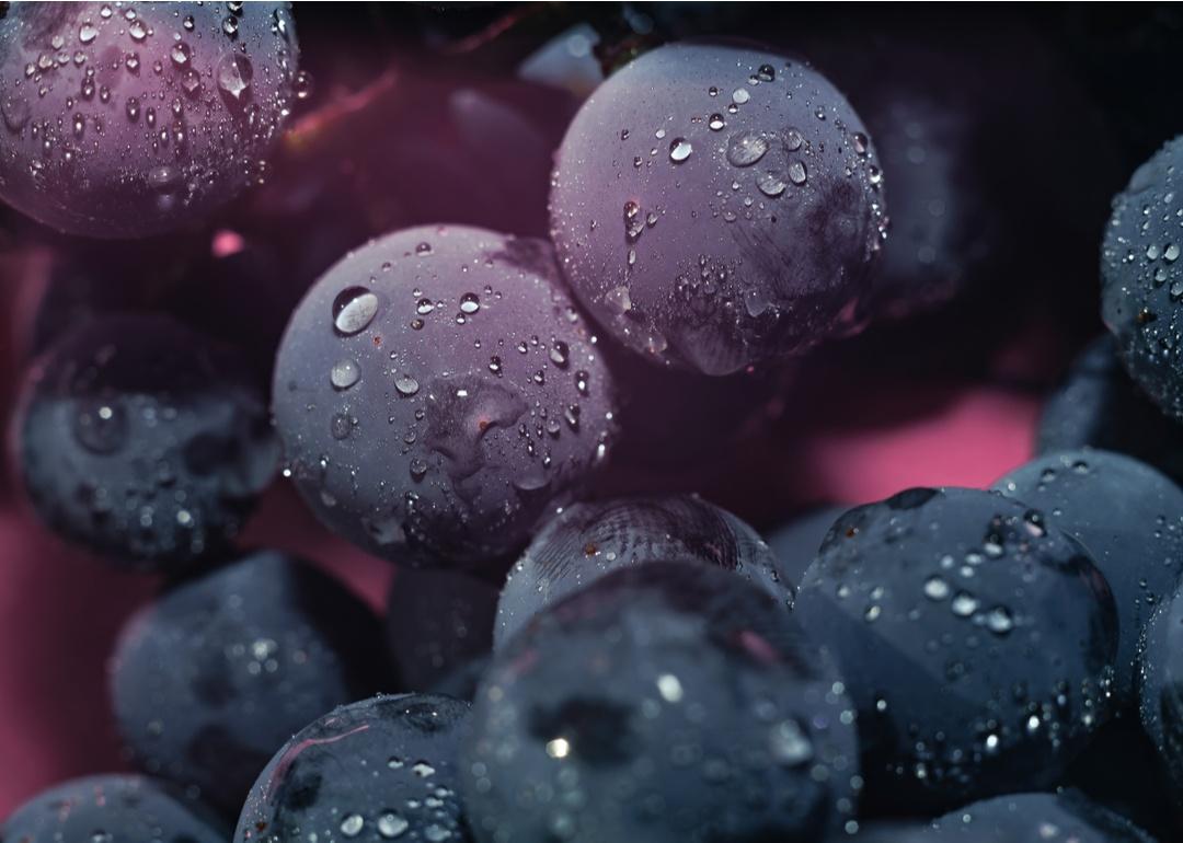 Close-up of ripe blue grapesin morning dew.