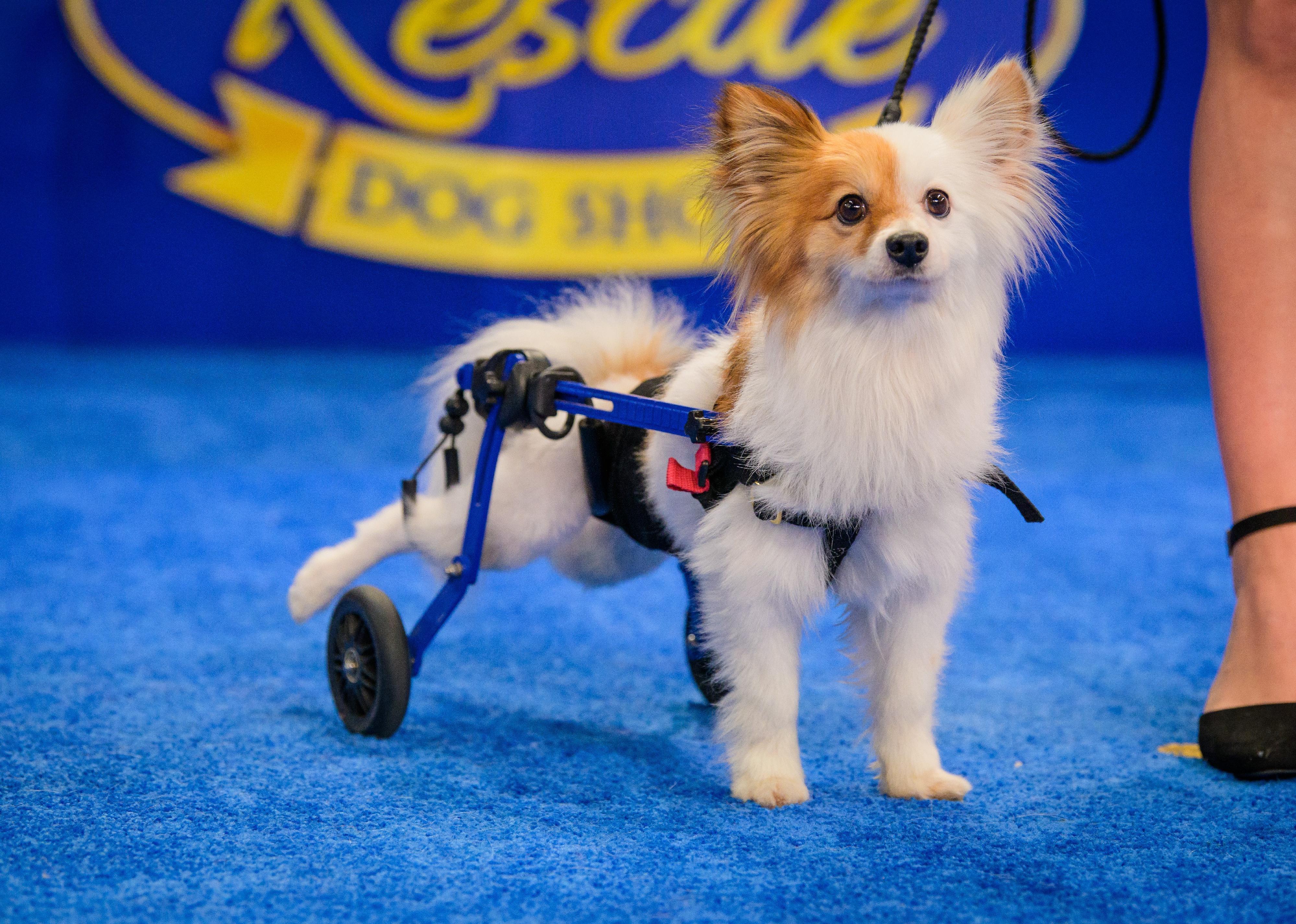 what is the american rescue dog show