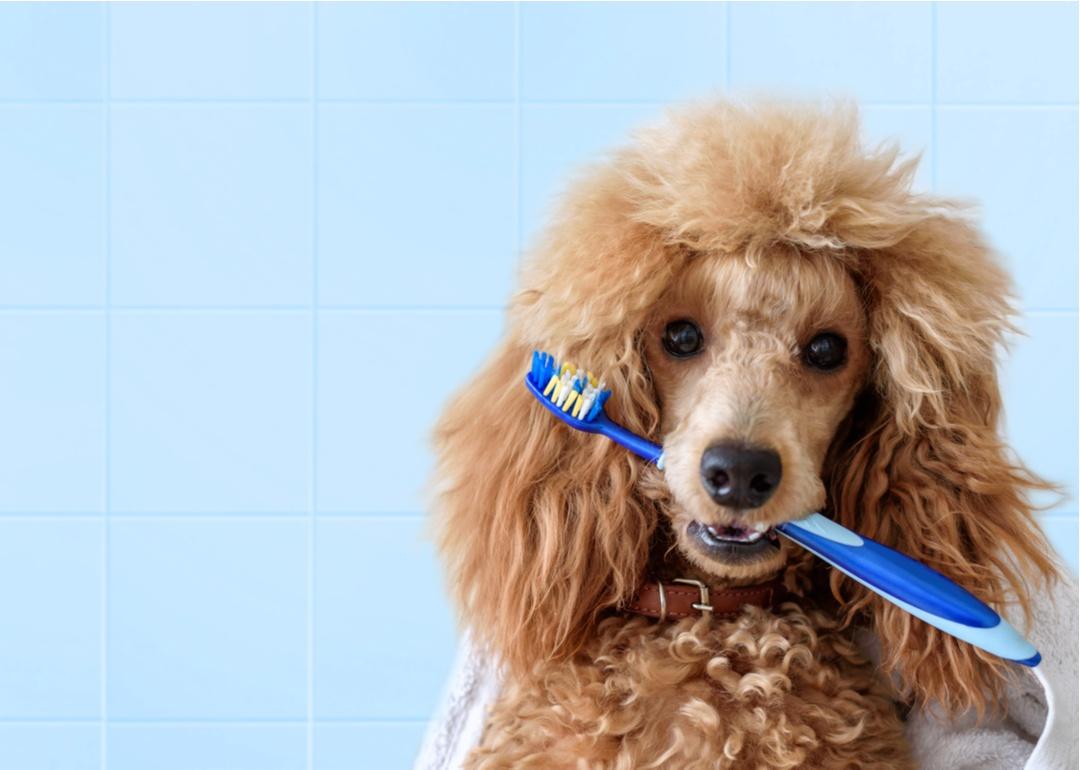 Poodle holding a toothbrush in it's mouth.