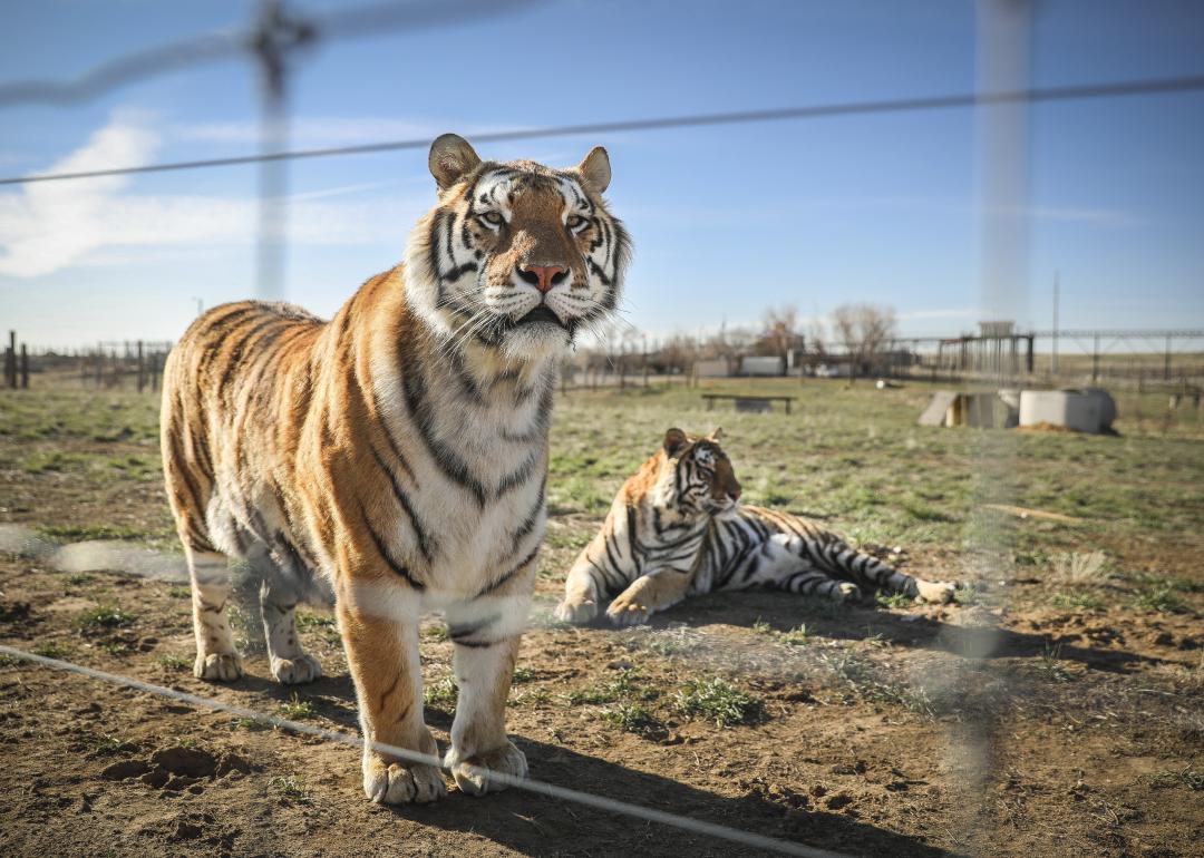  A pair of the 39 tigers rescued in 2017 from Joe Exotic's G.W. Exotic Animal Park.
