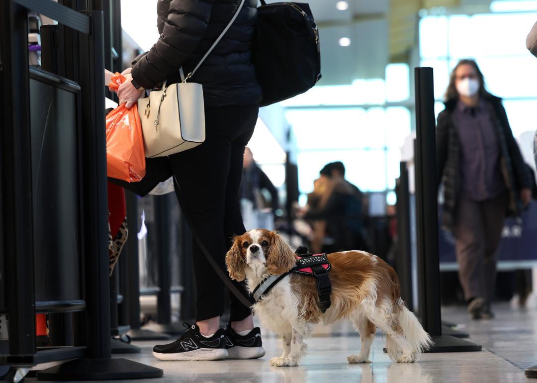 A dog goes through a security checkpoint at Ronald Reagan Washington National Airport.