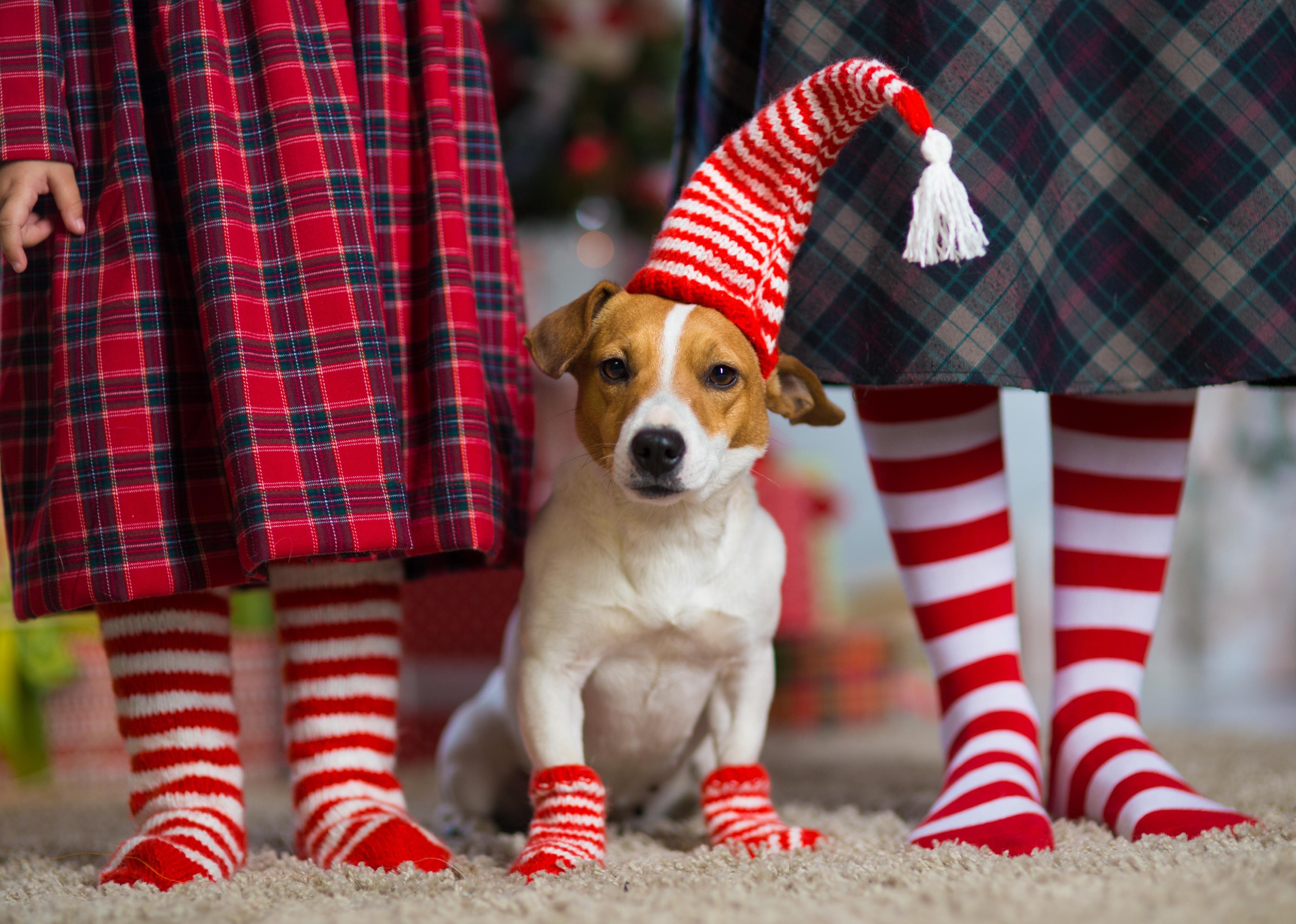 A Jack Russell Terrier in betwee two kids, all in red and white striped socks.
