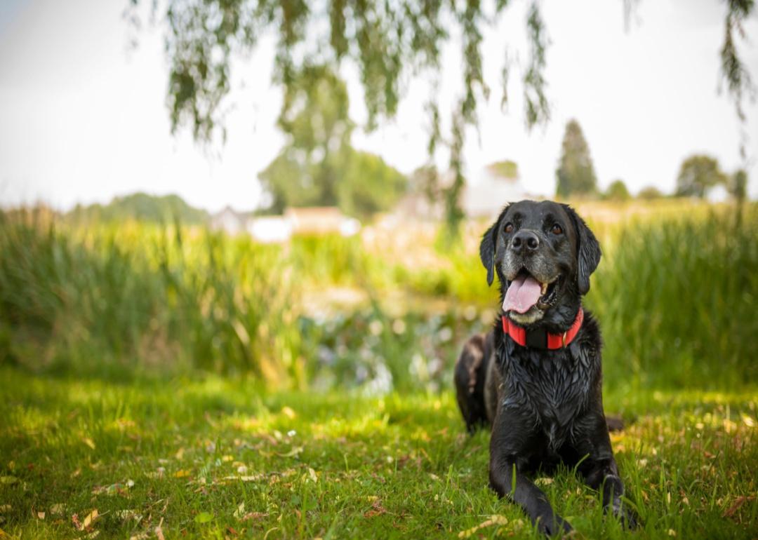 Black Labrador sitting under a tree after swimming.