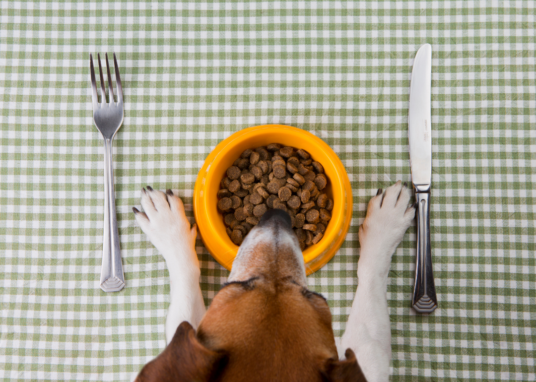 Dog sitting at a table place setting with a bowl of food and utensils.
