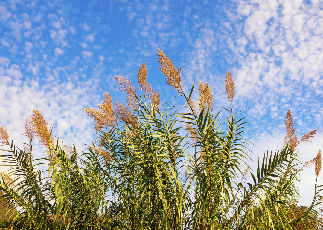 Giant Reed against the blue sky.