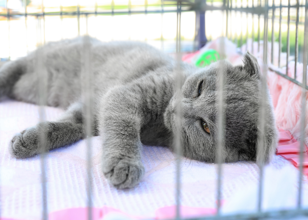 modesto animal shelter cats