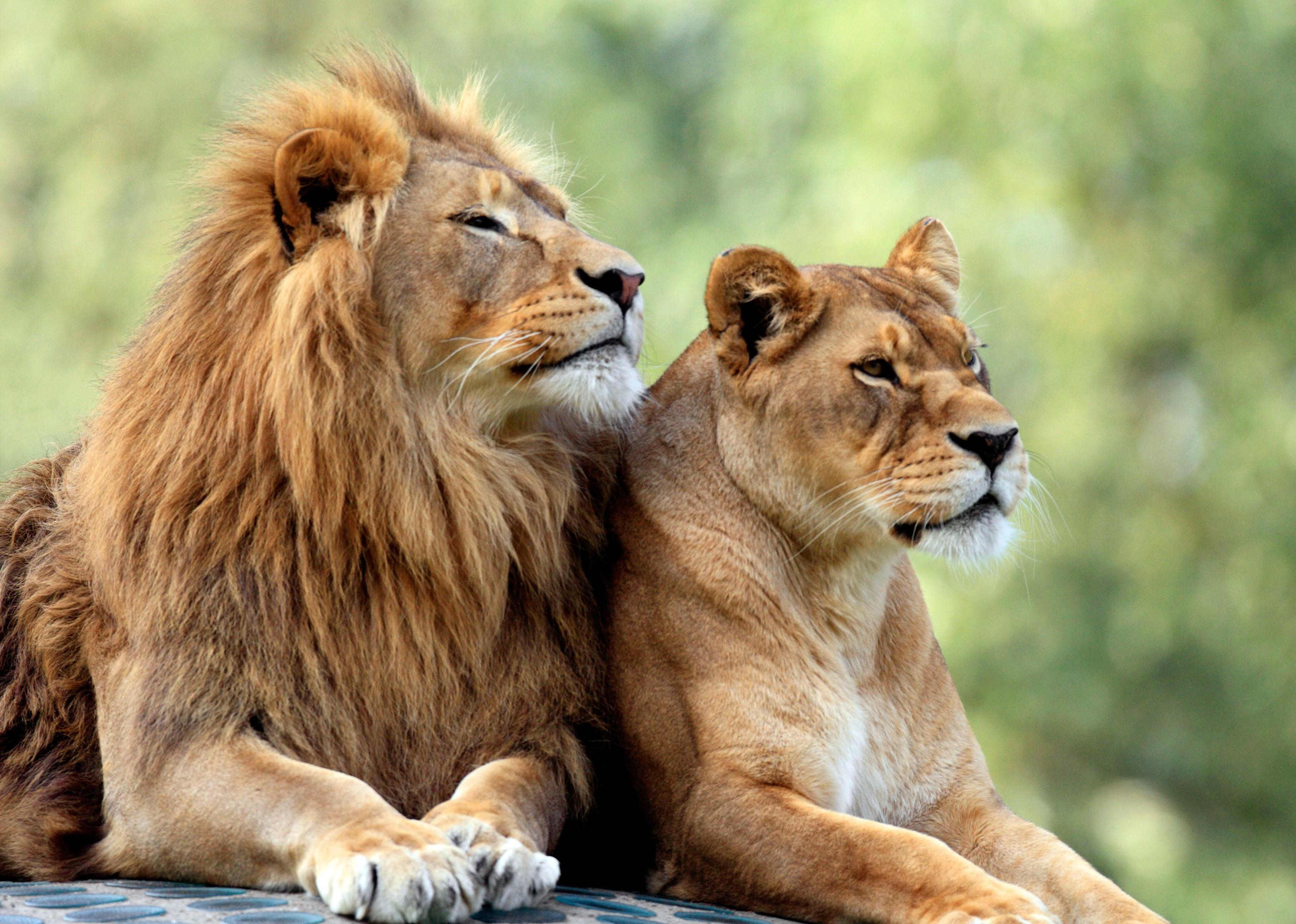 Pair of adult Lions in zoological garden.