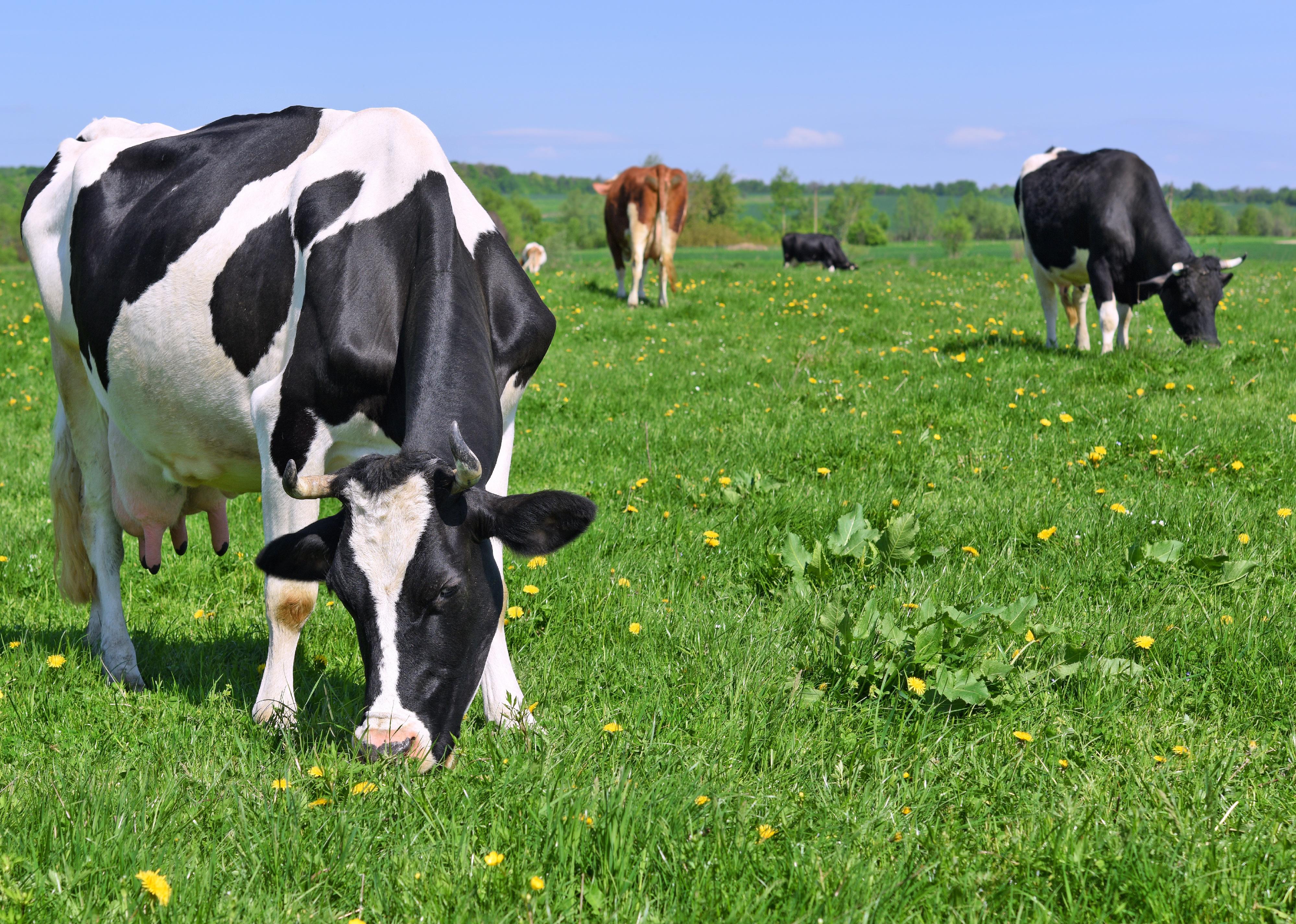 Cows on a summer pasture.