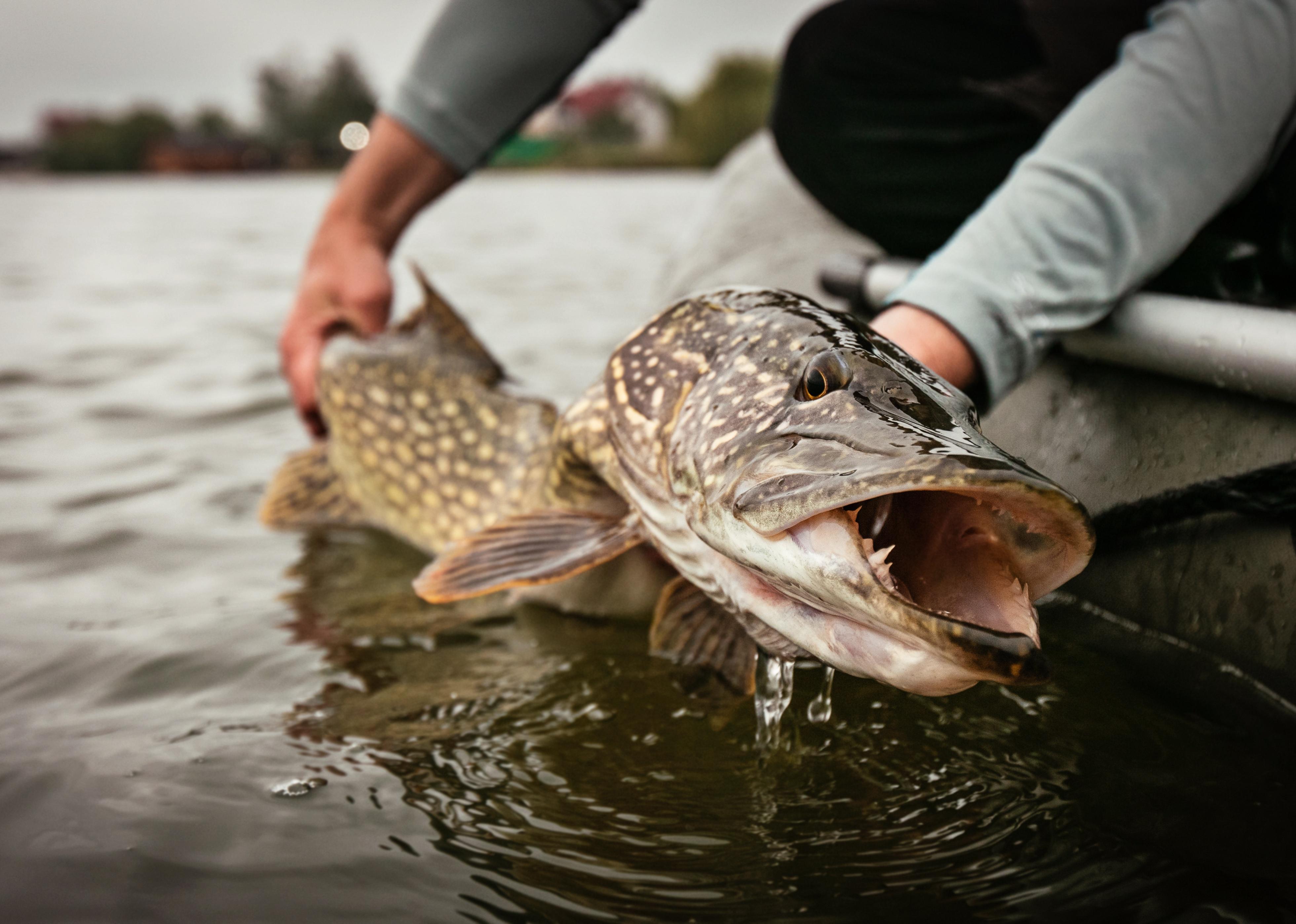 Catch and release trophy Pike.
