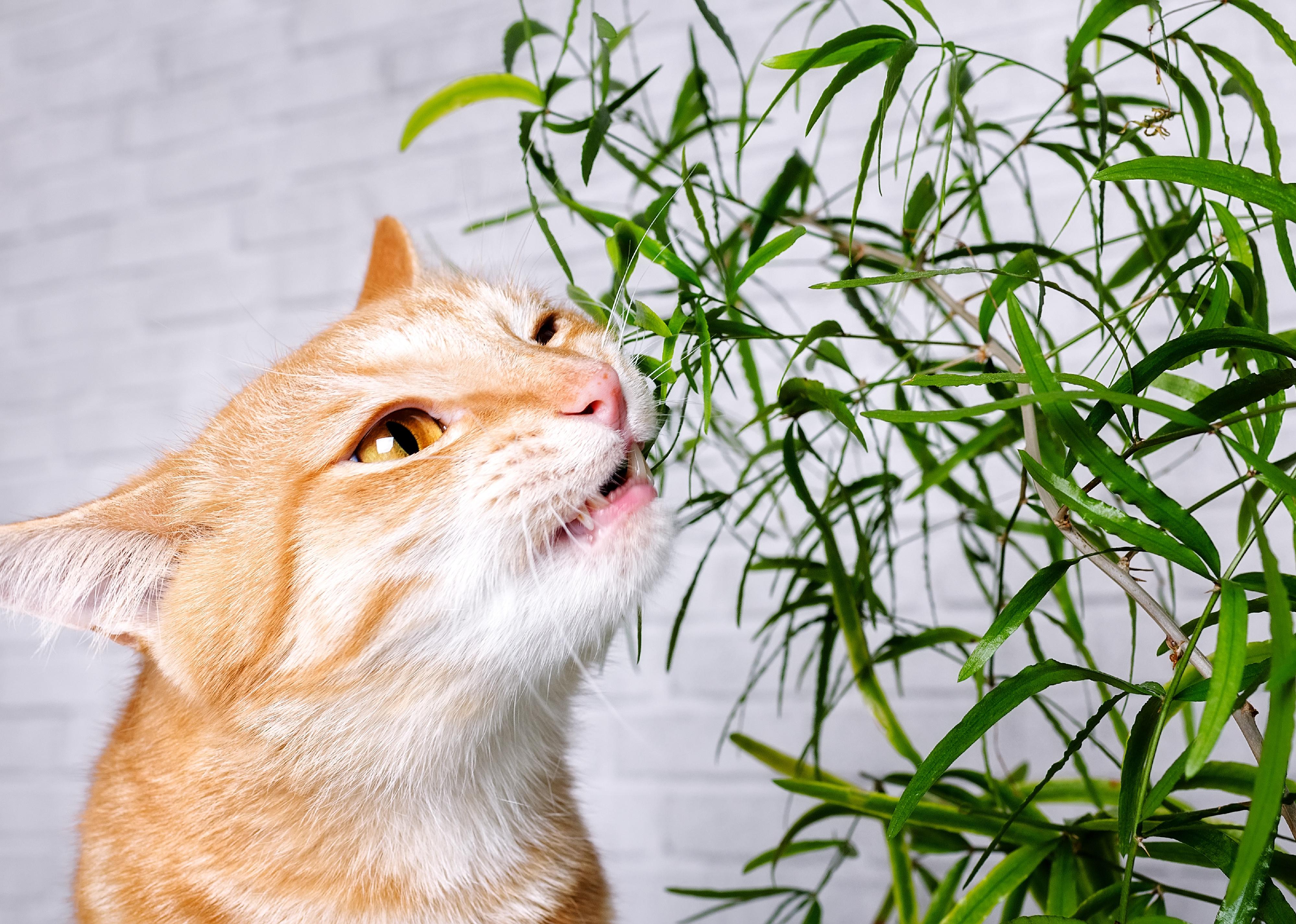 Orange cat rubs against a plant