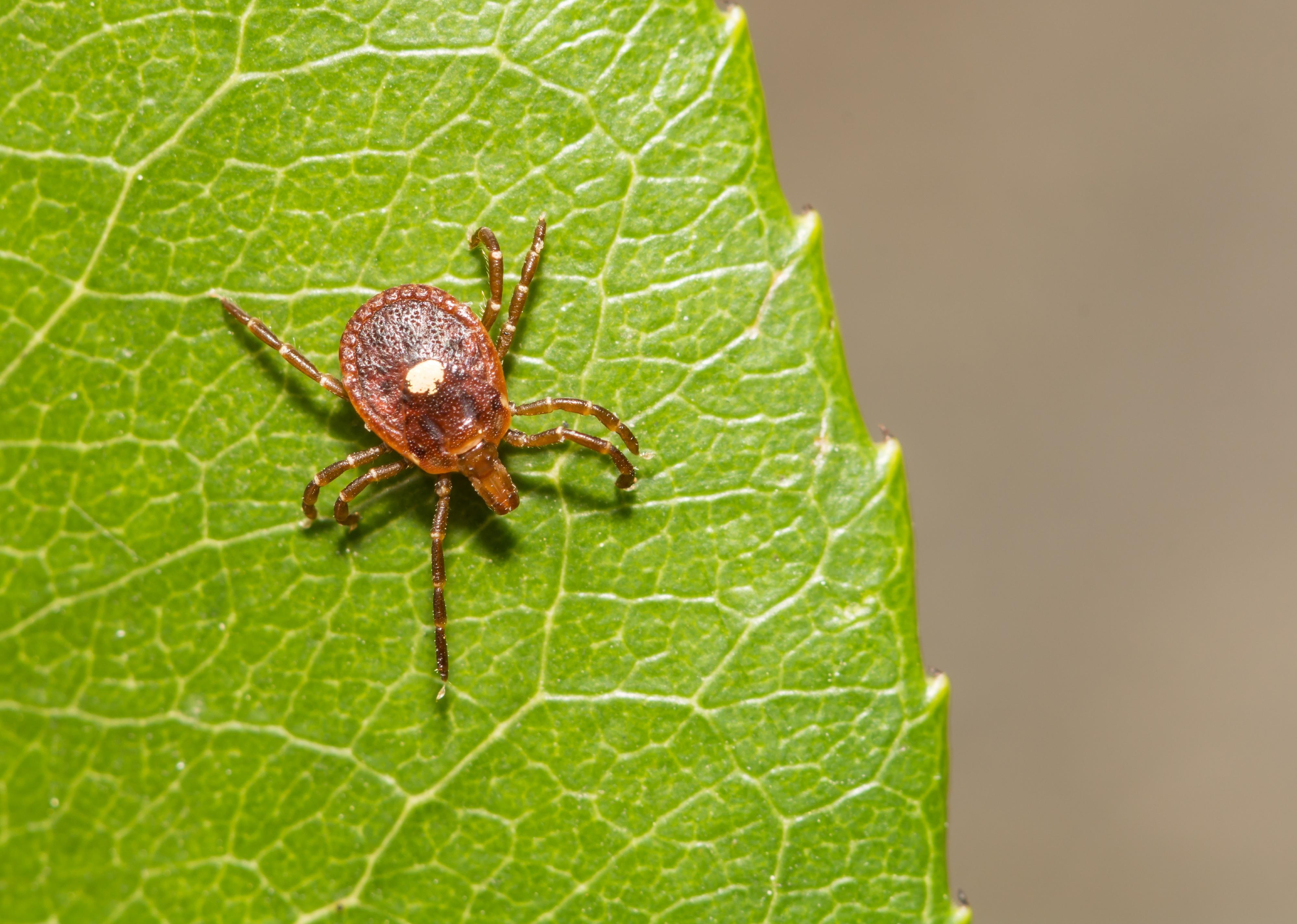 Close up of a tick on a leaf.