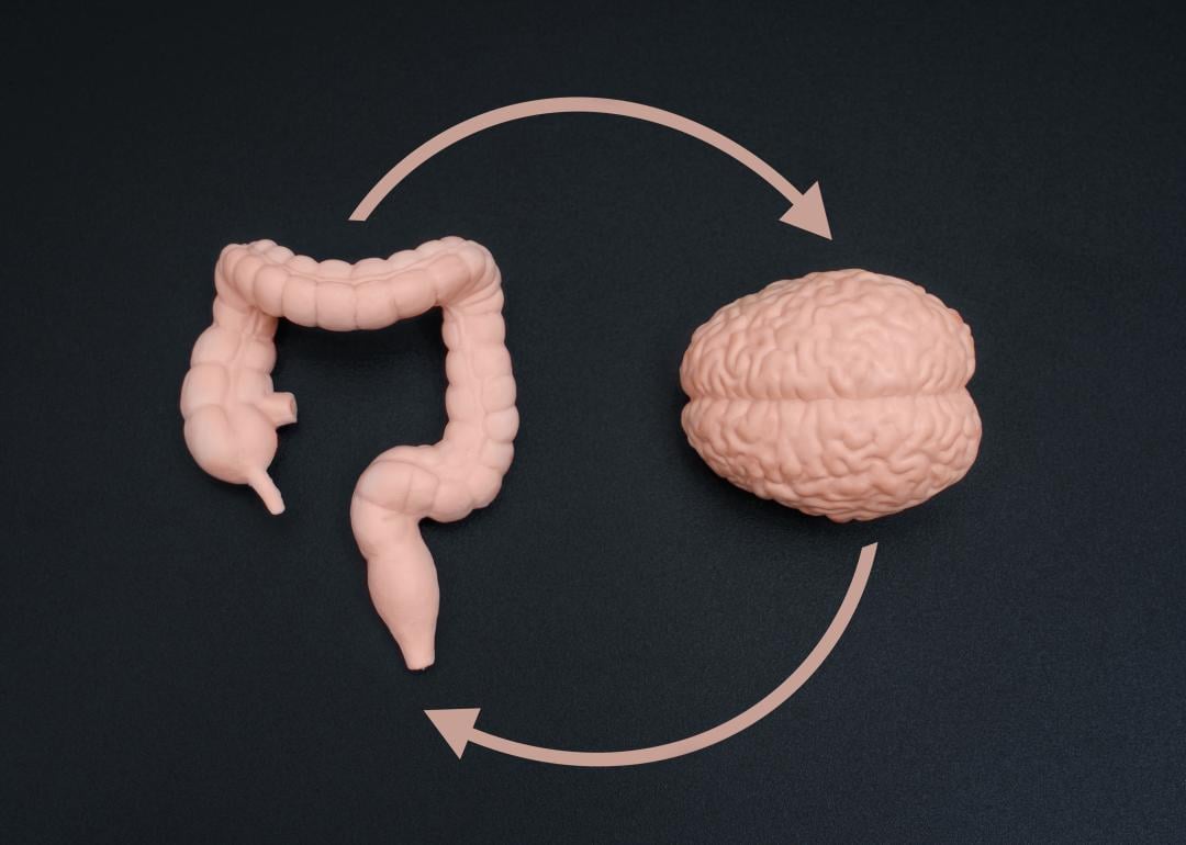 A human brain model and a gut figurine isolated on pristine black backdrop.