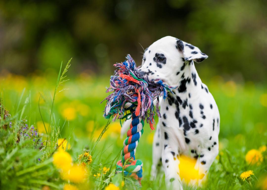 A Dalmation puppy playing with a rope toy in a field of flowers.
