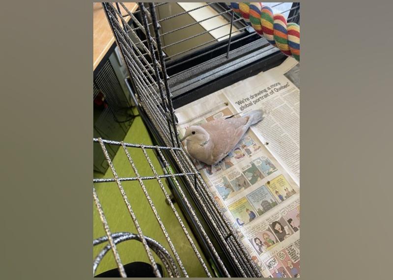 Exotic Pets Available for Adoption in Montreal Stacker