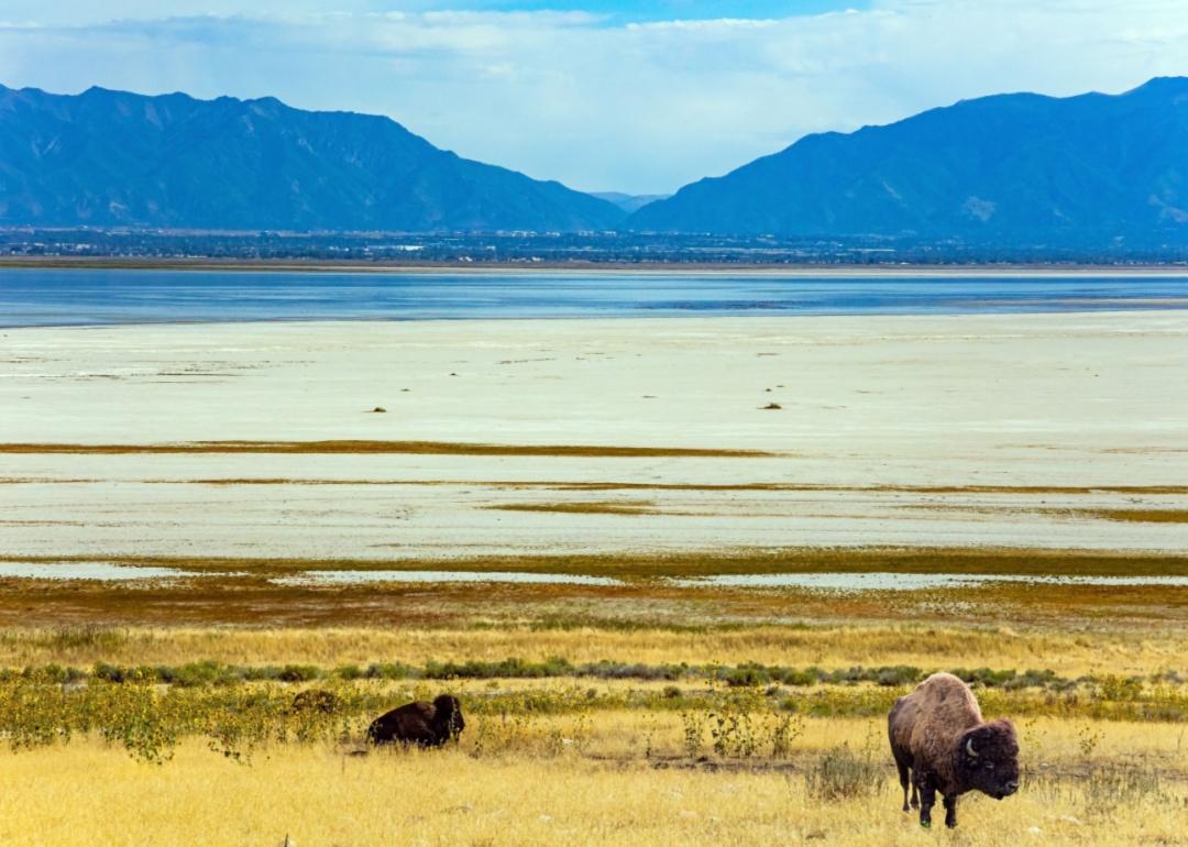 Bison grazing on the shore of the Great Salt Lake.