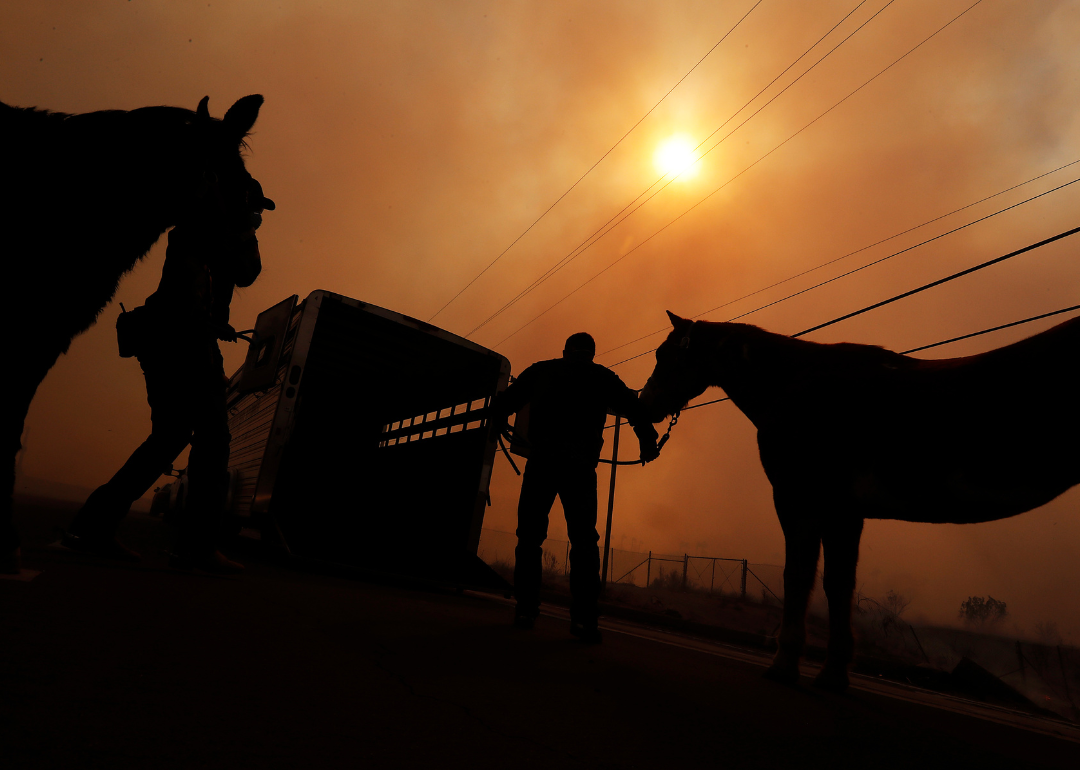 Smoky silhouettes of horses being loaded into a trailer in a fire.