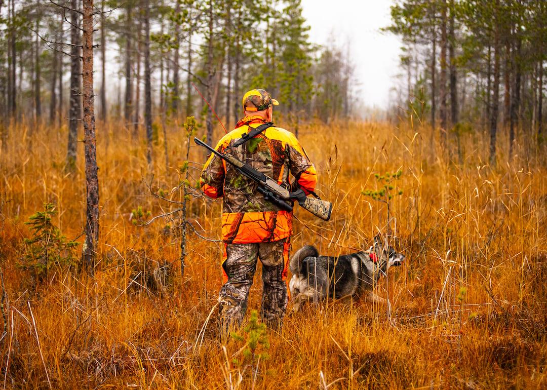 A hunter and their elkhound walk through the woods.