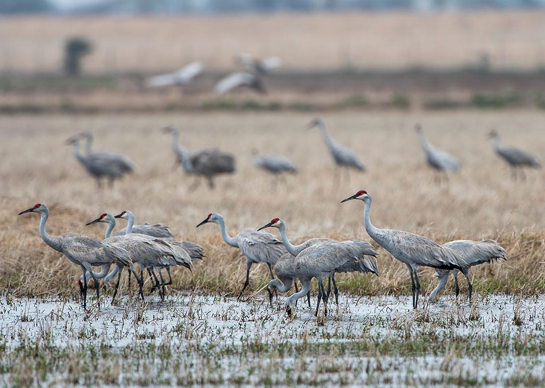 A flock of sandhill cranes in Louisiana.