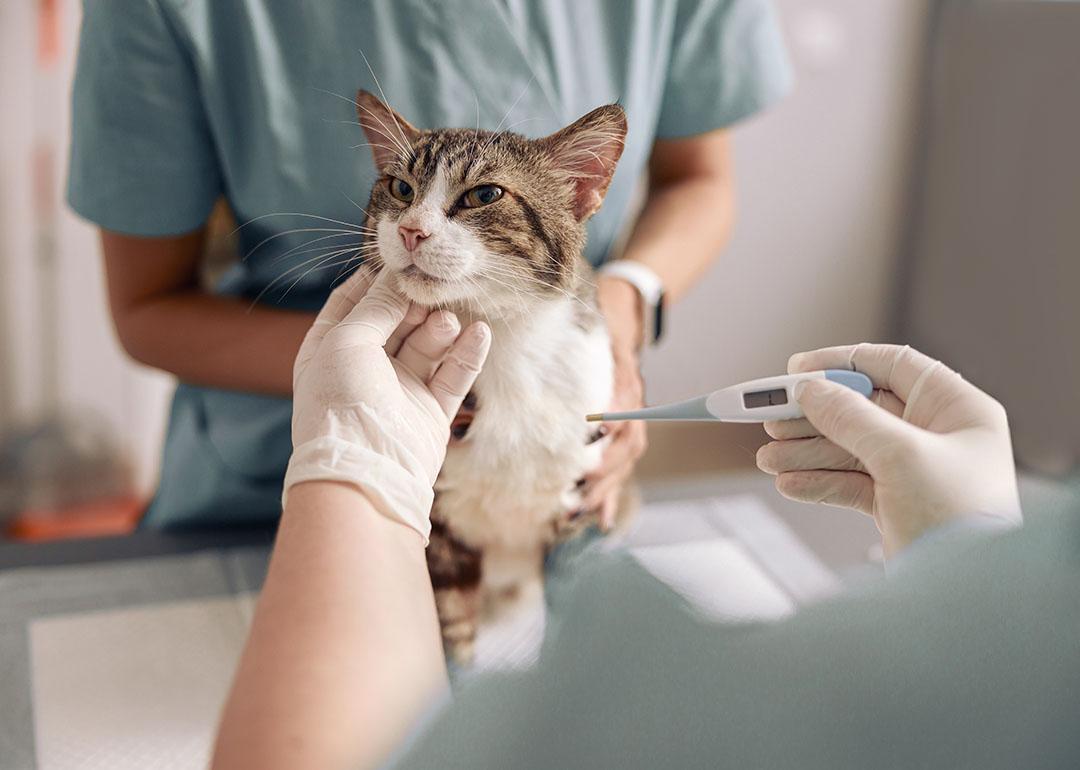 A cat's temperature being taken at a veterinary clinic.