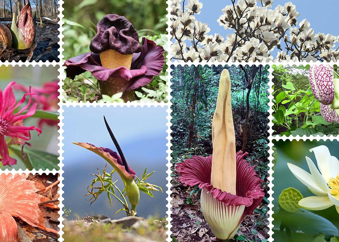 A collage of thermogenic plants, clockwise from top left: sago palm (Cycas revoluta); Eastern skunk cabbage (Symplocarpus foetidus), elephant-foot yam (Amorphophallus paeoniifolius), Yulan magnolia (Magnolia denudata), calico-flower (Aristolochia littoralis), American lotus (Nelumbo lutea), titan arum (Amorphophallus titanum), dragon arum (Dracunculus vulgaris), Florida anise (Illicium floridanum), Rhizanthes lowii, dead-horse arum (Helicodiceros muscivorus).