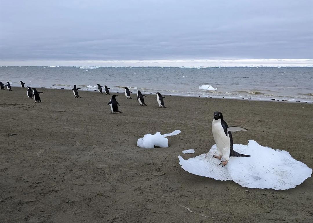 Penguins by the shores in Antarctica.