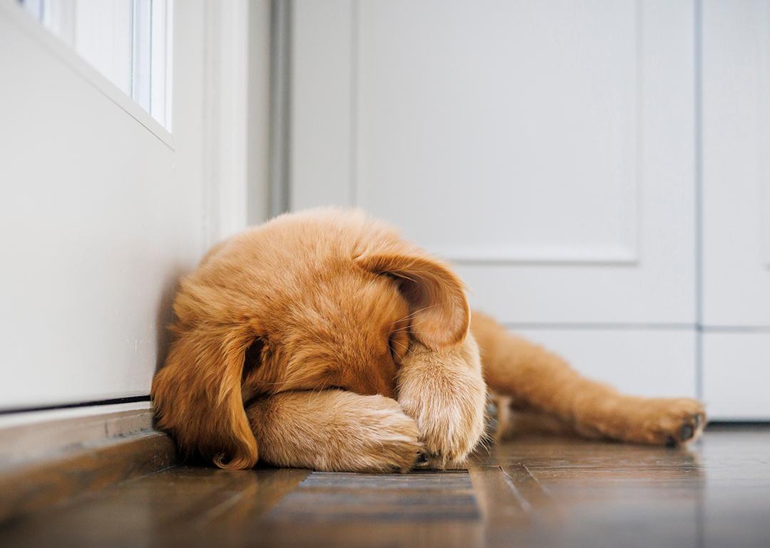A golden retriever covering his face.