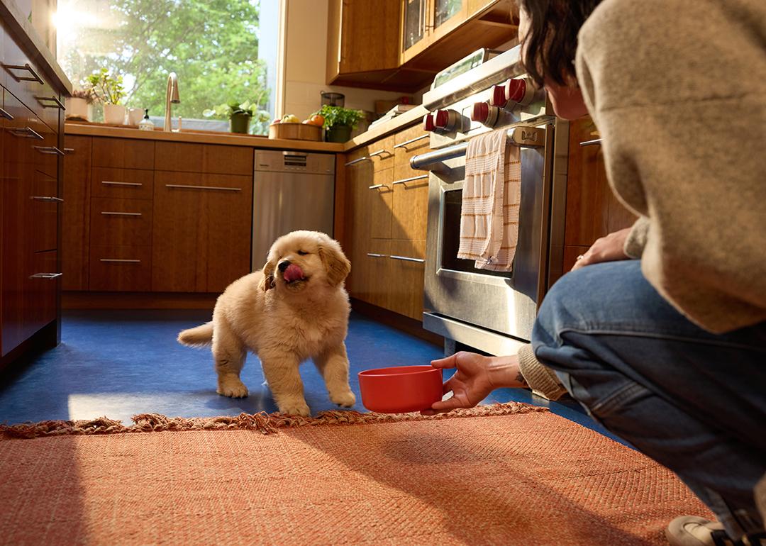 Fluffy golden puppy licks lips while person crouched down offers food in a red bowl in the kitchen.