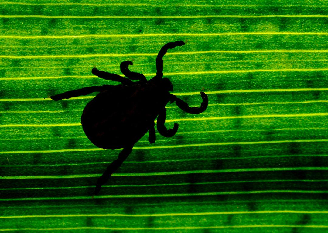 Silhouette of a tick seen through a leaf in a garden.