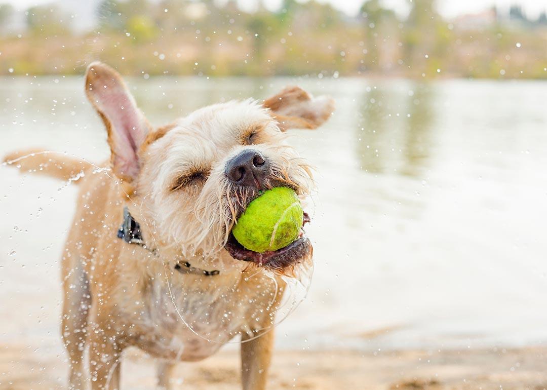 Tan mixed breed dog playing in park near water with tennis ball in mouth.