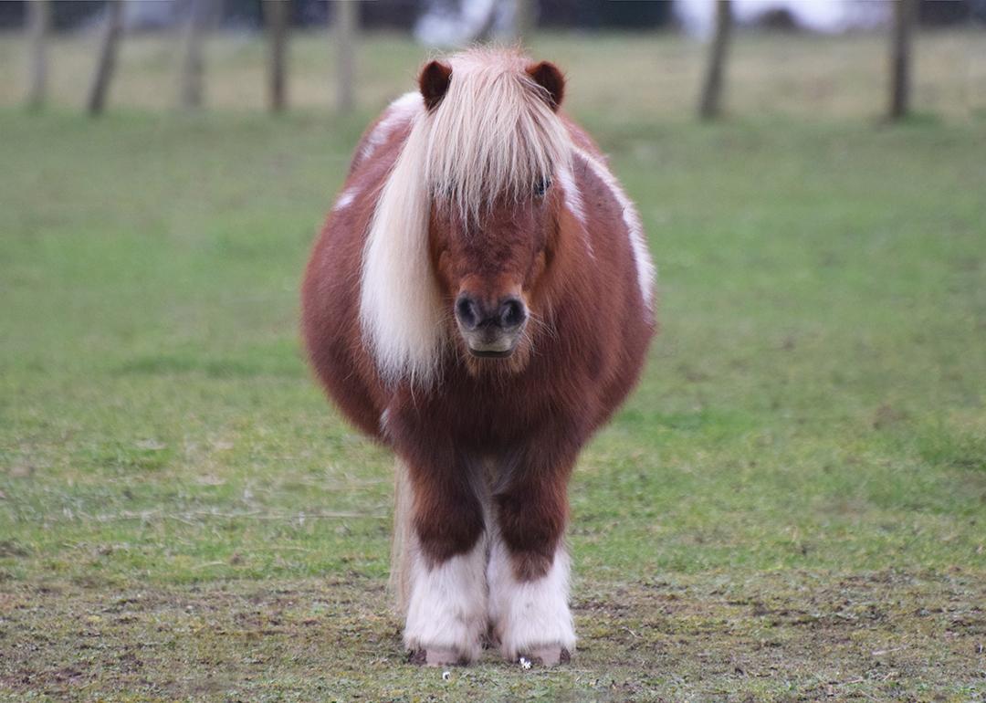 A Shetland pony standing on a field.