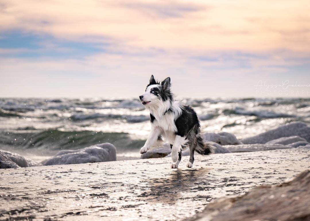 Winter beach with border collie and Michigan lighthouse.