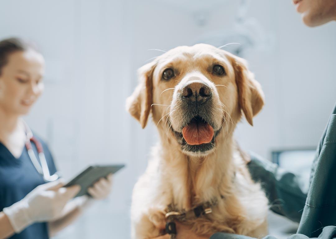 Golden retriever sitting on examination table as a female veterinarian assesses in the background.