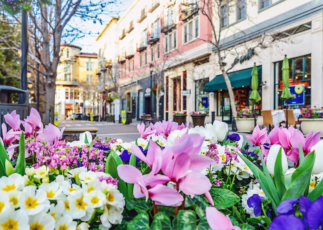 Flowers along the streets of San Jose, California.