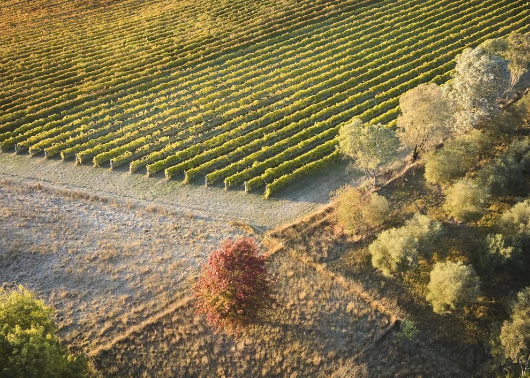 Vast vineyard during daytime in Canberra, Australia.