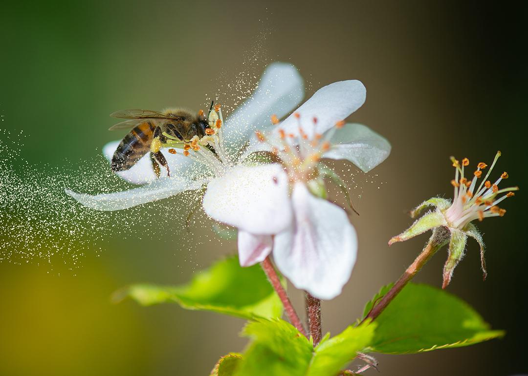 A honey bee collecting pollen grains from a white flower.