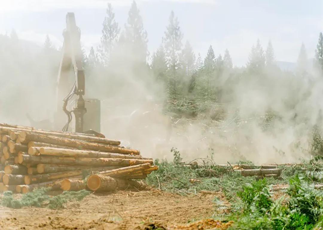 A pile of cut logs sits on the ground with thick sawdust floating everywhere while a logging company is harvesting timber in Lincoln County, Montana.