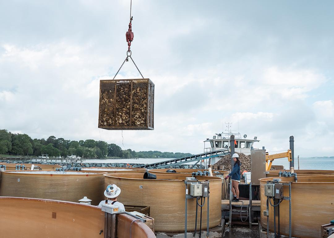 A cage full of baby oysters being hauled from the Chesapeake Bay and bound for the Manokin River.