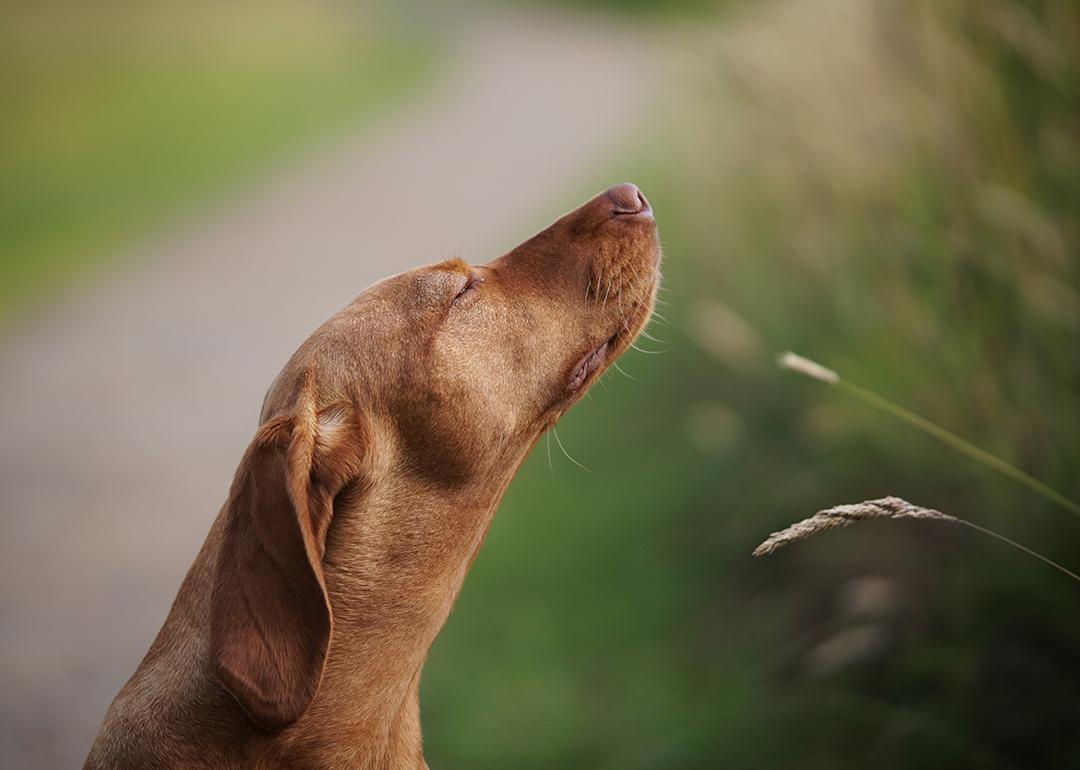 Dog sitting by a grass field, sniffing air.