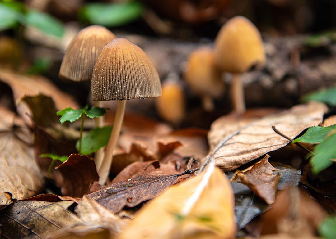 Hallucinogenic psilocybe semilanceata or liberty cap mushrooms growing under fallen leaves.