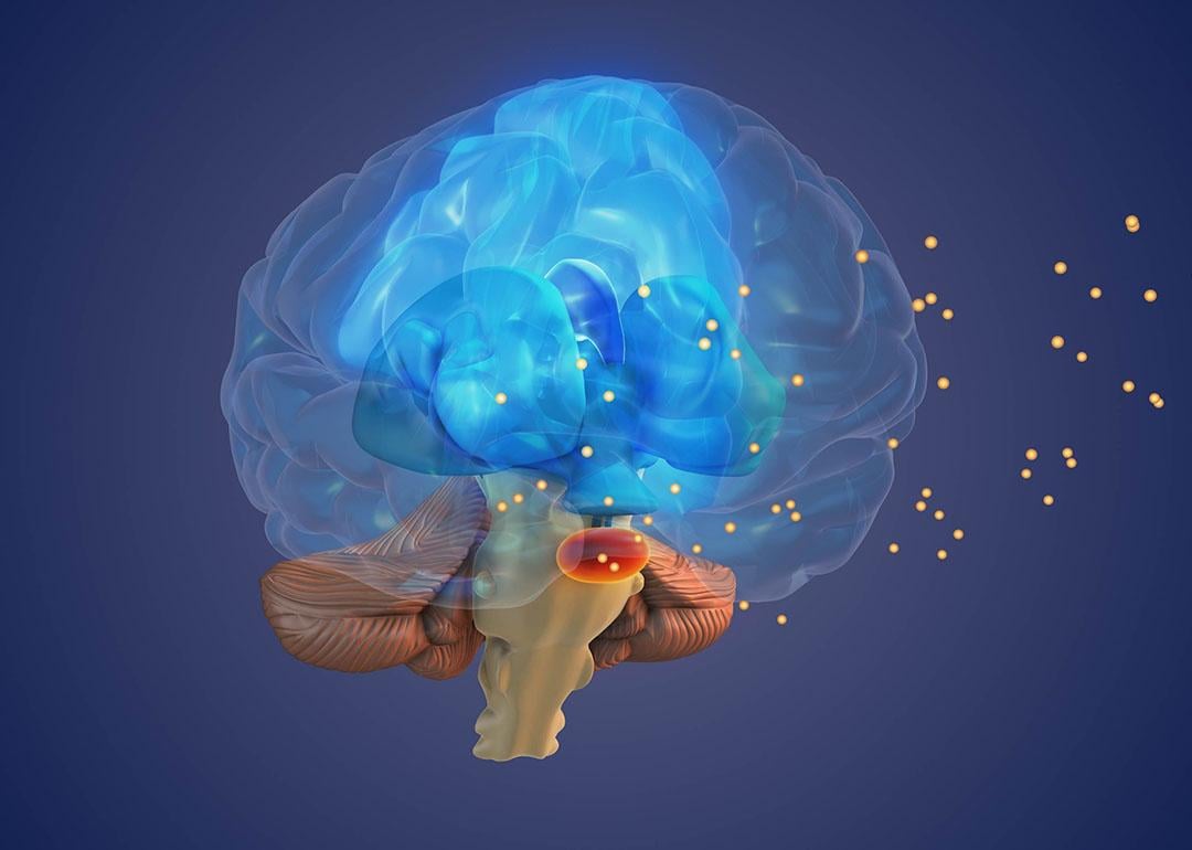 3D Illustration of the brain showing the concept of the Thalamus processing sensory signals.