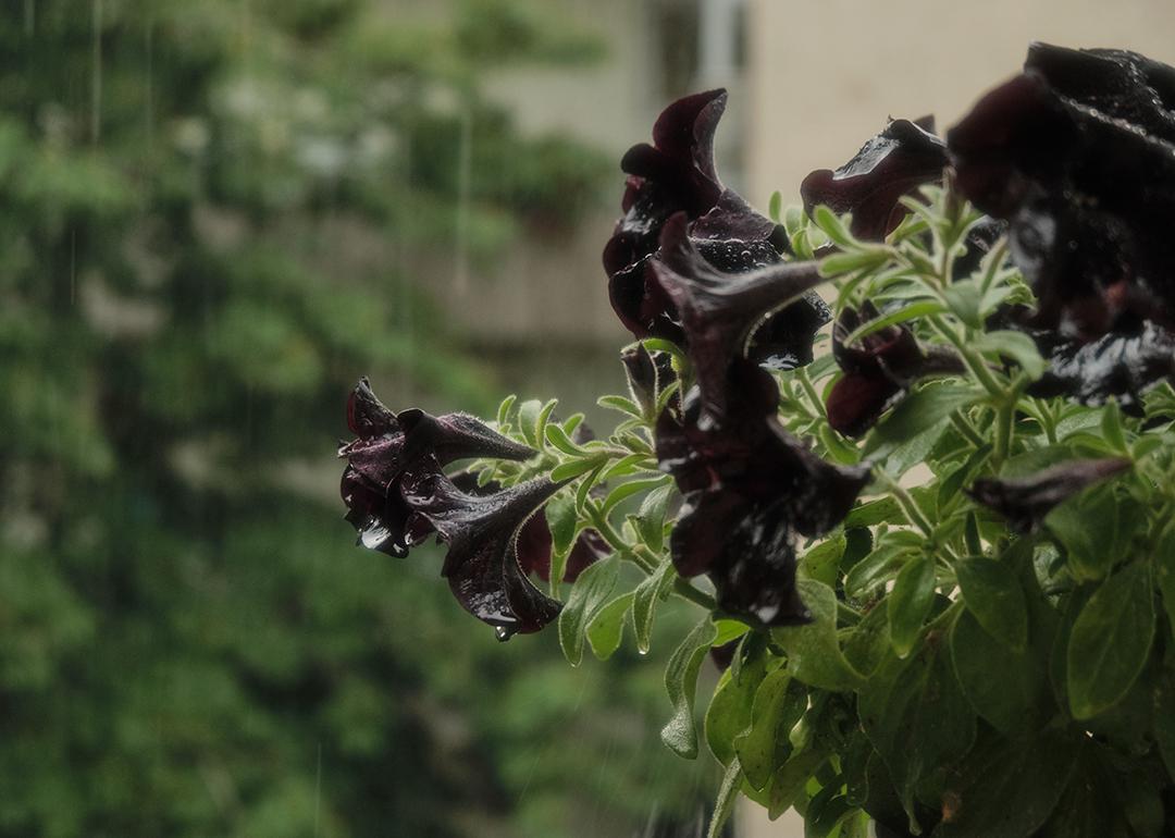 Raindrops falling over black petunias.