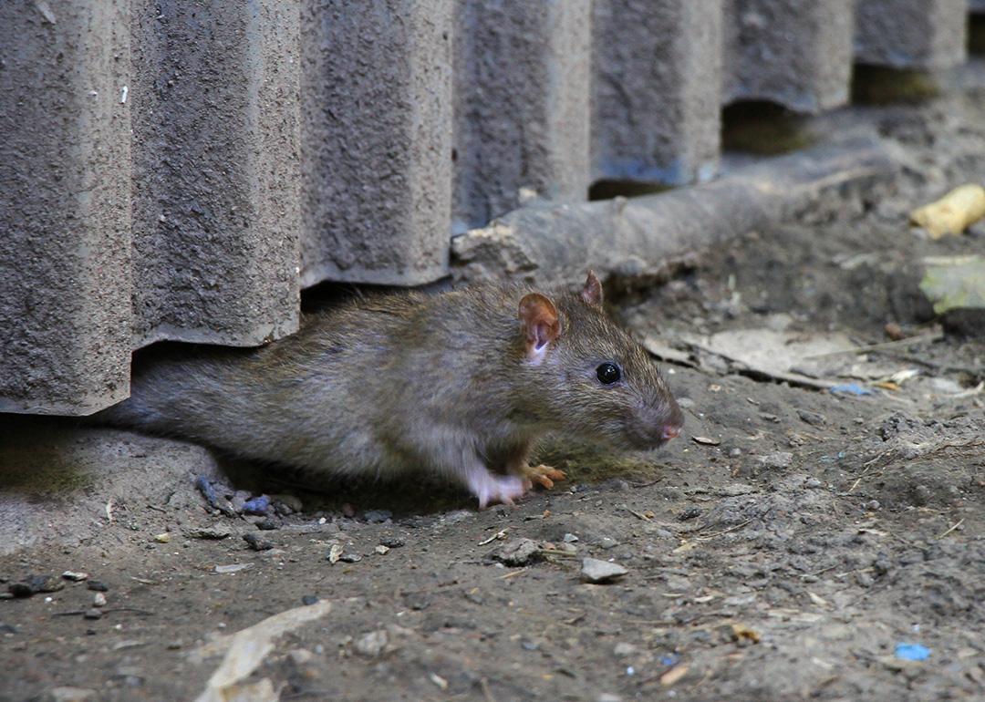 A brown rat crawling out from under a steel fence on concrete ground.