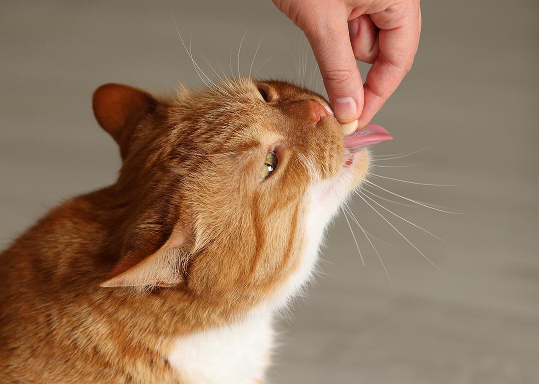 An orange cat taking a pill from its owner's hand.